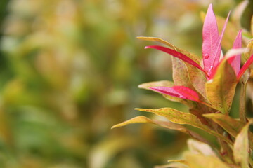 Beautiful close-up green plants with blur background