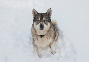 West Siberian Laika sits on a snowdrift of white snow, nose covered with snow