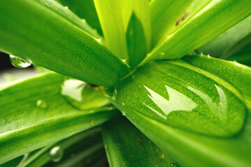 Close up of succulent leaves with drops of water