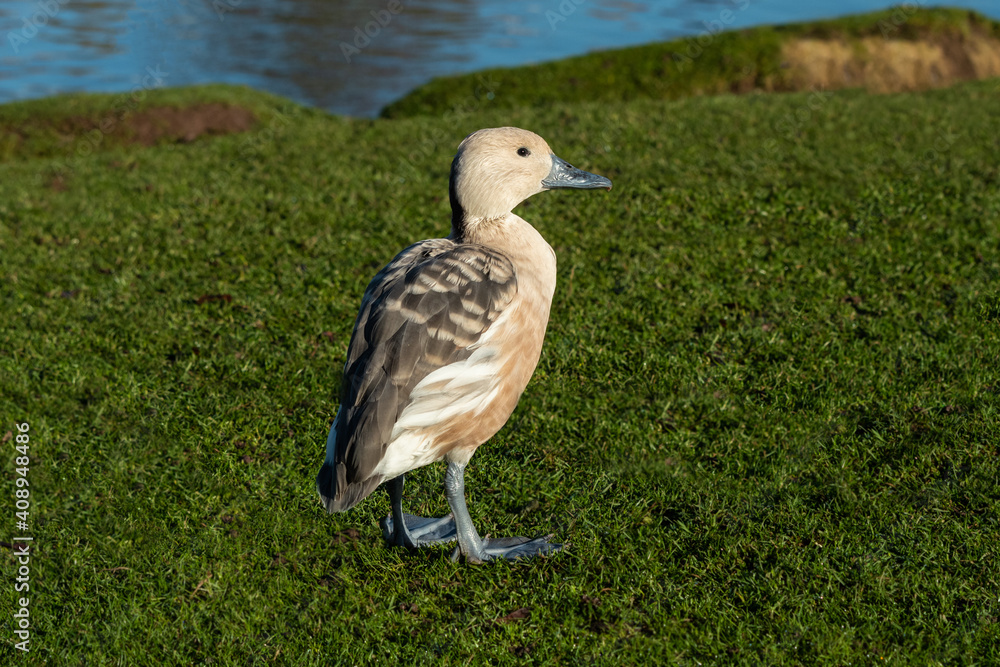 Poster portrait of a fulvous whistling duck or fulvous tree duck, dendrocygna bicolor, standing on the gras