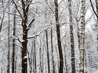 Fototapeta premium bare oak and birch trunks in snowy city park on overcast winter day