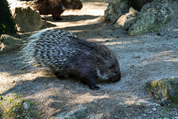 Indian crested Porcupine, Hystrix indica in a german nature park