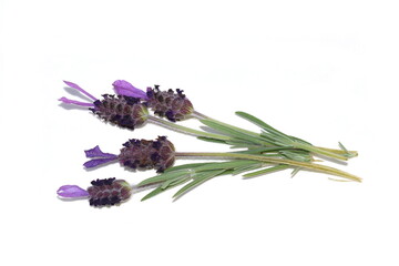 Lavandula angustifolia lavender flowers on white background