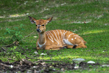 Baby Nyala Antelope - Tragelaphus angasii. Wild life animal.