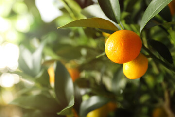 Kumquat tree with ripening fruits outdoors, closeup. Space for text