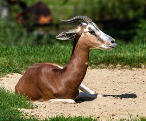 Dama gazelle, Gazella dama mhorr or mhorr gazelle is a species of gazelle