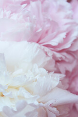 Beautiful pastel pink and white peony flowers