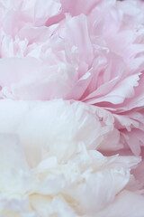 Beautiful pastel pink and white peony flowers