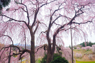 Fototapeta premium 【福島】満開の合戦場のしだれ桜