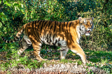 Obraz premium The Siberian tiger,Panthera tigris altaica in the zoo