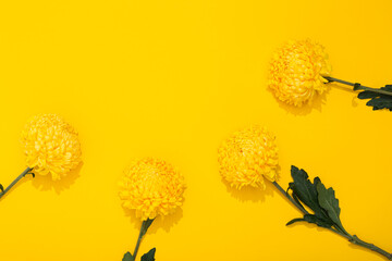 Bright petals of lush chrysanthemum on yellow background with copy space. Banner frame with flower in a minimalist style. Golden wallpaper. Delicious aroma of plant. Hello spring, summer time. Four