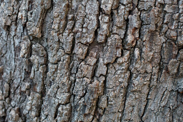 Grey furrowed scaly plate bark of Southern Black Walnut, Juglans Californica, Juglandaceae, native perennial deciduous tree in Temescal Gateway Park, Santa Monica Mountains, Transverse Ranges, Winter.