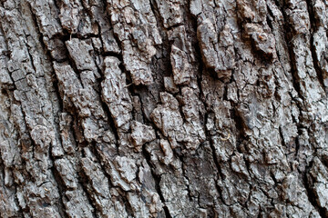 Grey furrowed scaly plate bark of Southern Black Walnut, Juglans Californica, Juglandaceae, native perennial deciduous tree in Temescal Gateway Park, Santa Monica Mountains, Transverse Ranges, Winter.