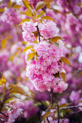 pink sakura leaves, cherry blossoms in spring, buds on a black trunk, pink Japanese cherry blossoms, first fresh flowers on the tree