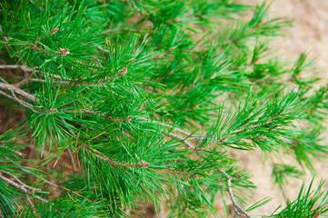 Green prickly branches of a fur-tree or pine