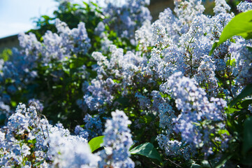 Spring branch of blossoming lilac