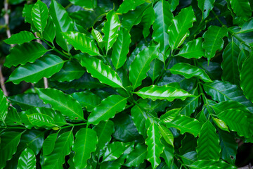 top view of Young leaves of coffee tree that have sprouted new tops.