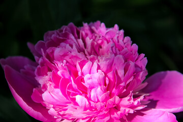 Beautiful fluffy blooming pink peony on a dark background. Bright flowers. Close-up with selective focus and dark blurred background.