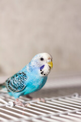 A beautiful blue budgie sits without a cage. Tropical birds at home.