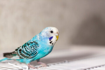 A beautiful blue budgie sits without a cage. Tropical birds at home.