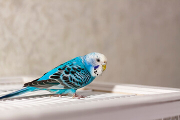 A beautiful blue budgie sits without a cage. Tropical birds at home.