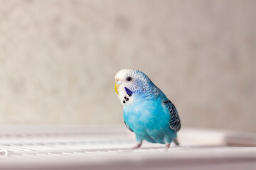 A beautiful blue budgie sits without a cage. Tropical birds at home.