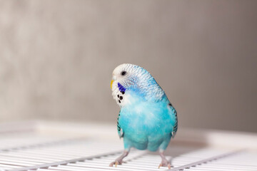A beautiful blue budgie sits without a cage. Tropical birds at home.