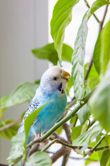 A beautiful blue budgie sits without a cage on a house plant. Tropical birds at home.