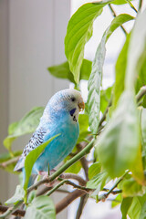 A beautiful blue budgie sits without a cage on a house plant. Tropical birds at home.