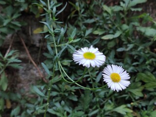 Common daisy flower in the park © Santi