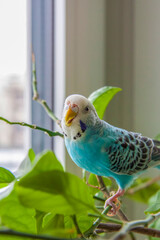 A beautiful blue budgie sits without a cage on a house plant. Tropical birds at home.