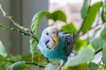 A beautiful blue budgie sits without a cage on a house plant. Tropical birds at home. © Alina Lebed