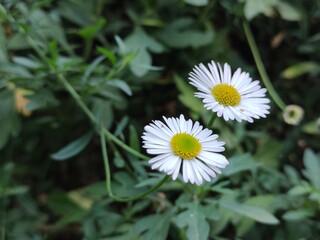 Common daisy flower in the park © Santi