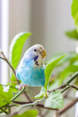 A beautiful blue budgie sits without a cage on a house plant. Tropical birds at home.