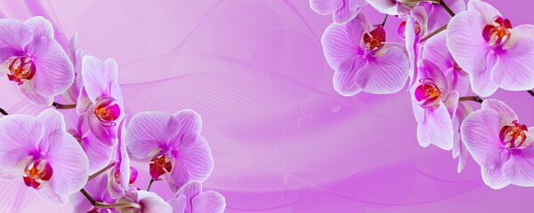 Delicate background with purple orchid flowers for postcards and graphic works. Banner, panorama with space for text.