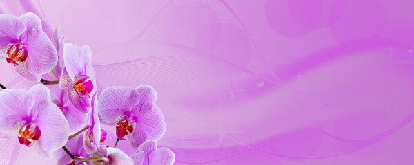 Fototapeta na wymiar Delicate background with purple orchid flowers for postcards and graphic works. Banner, panorama with space for text.