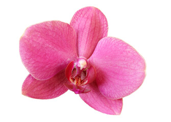 close-up of a single pink orchid flower on a white background