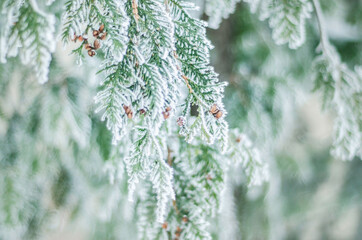 winter plants in rime snow frost, nature in winter, lonely branch of spruce or pine in hoarfrost