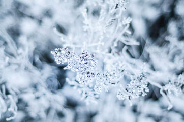 winter plants in rime snow frost, nature in winter, lonely branch of spruce or pine in hoarfrost