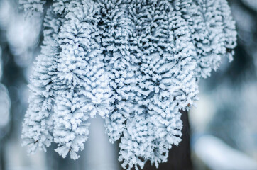 winter plants in rime snow frost, nature in winter, lonely branch of spruce or pine in hoarfrost
