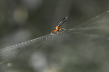 Long Horned Spider on Web Spider