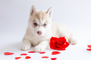 siberian husky puppy lies on a white background red rose heart valentine's day