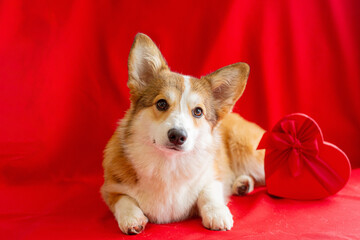 dog welsh Corgi on a red background near the red box in the shape of a heart