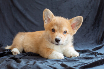 corgi puppy on black background