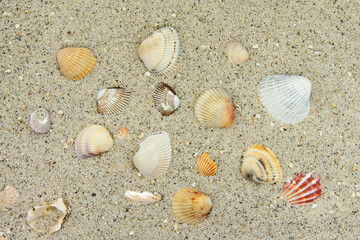 Verschiedene Herzmuscheln, Cardiidae, im Sand