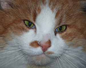   Portrait of Red haired cat. Close-up Ginger and white cat with hypnotizing green eyes.