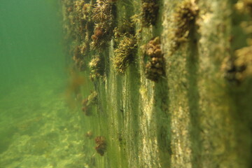 Underwater photograph of the wall of a tidal pool
