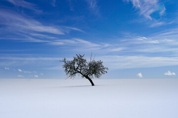 lonely tree with snow 