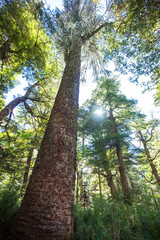 Fototapeta premium Araucaria