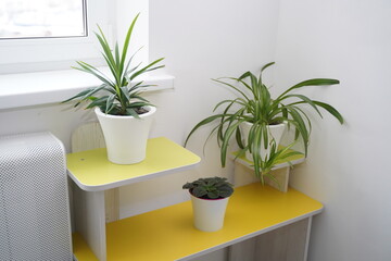 Room plants on the rack by the window